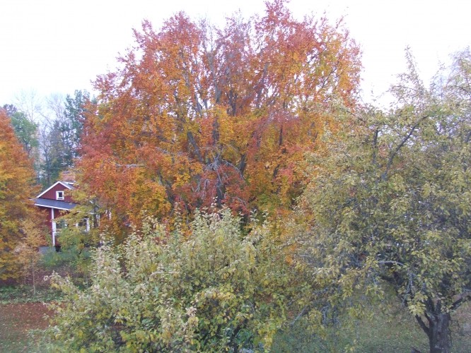 Foto på Sveriges nordligaste bokträd i höstskrud, oktober 2008